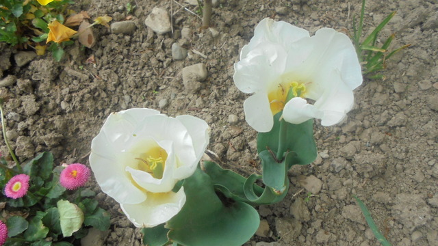 Tulipany-Maria Kaczyńska