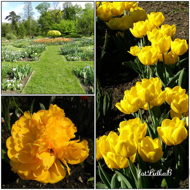 Tulipany-Ogród Botaniczny w Krakowie