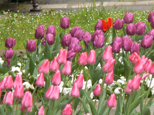 Tulipany;