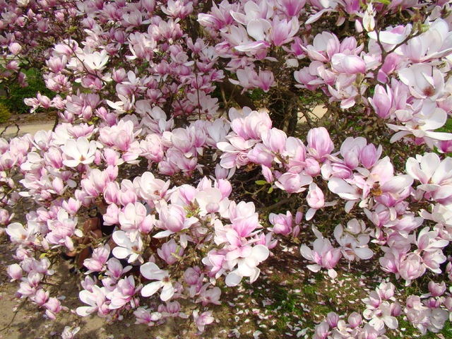 Ukryta w magnolii :)
