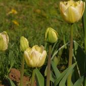 Tulipki bratowej