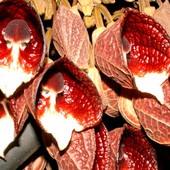 Aristolochia - kokornak drzewiasty./kwiaty-pułapki/.   Makro.