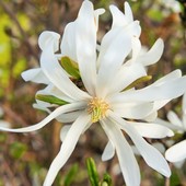 Biała magnolia 