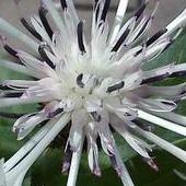 Chaber Górski  (Centaurea Montana)