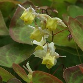 Epimedium-kwiat elfow
