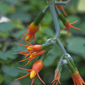 Gurania malacophylla