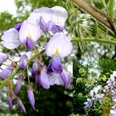  Jeszcze pięknie kwitnie wisteria chińska/słodlin,glicynia/w Ogr. Bot.  Makro.