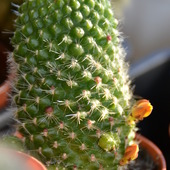 Kolejny kaktusik ma pączki