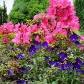 Kolorowy ogród 