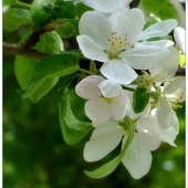 Kwiat  jabłoni