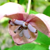 Kwiat krzewu  Akebii pięciolistkowej  z Ogr. Bot.  Makro.