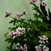 Kwitnie Geranium