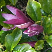 magnoliowe cukiereczki