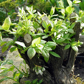 materiał na bonsai 