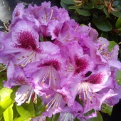 Moje Rhododendrony I