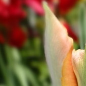 odnaleziony w kolekcji kwitnących tulipanów