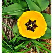 Pierwszy tulipan..