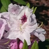 Rhododendron  'Cals