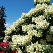 Rododendron biały.