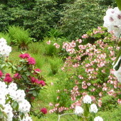 Rododendrony I Azali