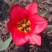Tulipan niski wielokwiatowy