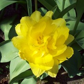 tulipan pełny 