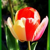 Tulipan w słoneczku.
