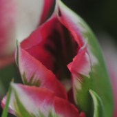 Tulipan zielono-biało-czerwony