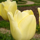  Tulipanowe Głowy Z