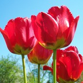 Tulipany czerwone.