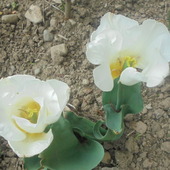Tulipany-Maria Kaczyńska