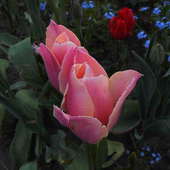 Tulipany nadal rządzą :)