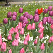 Tulipany;