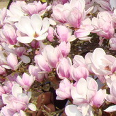 Ukryta w magnolii :)