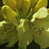 Żółty rododendron