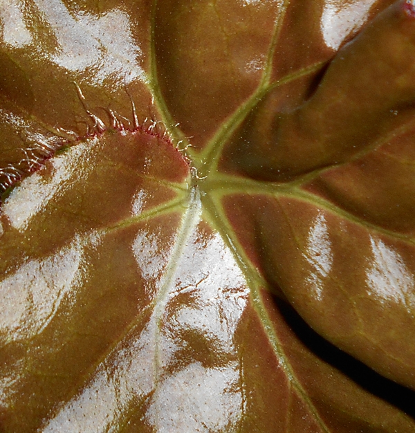 Begonia erythrophylla