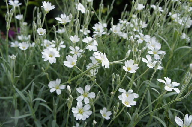 Białe kwiatki 