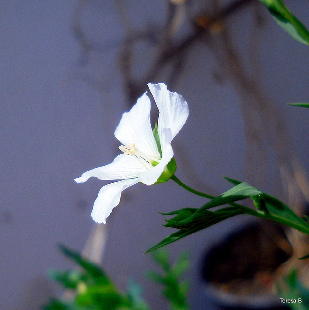 Biały kwiatek na balkonie