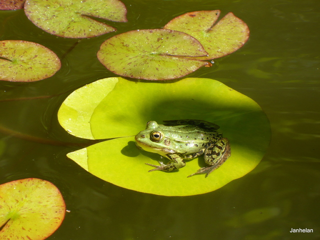 Chociaż ona, żabka jest szczęśliwa z nadmiaru wody ...