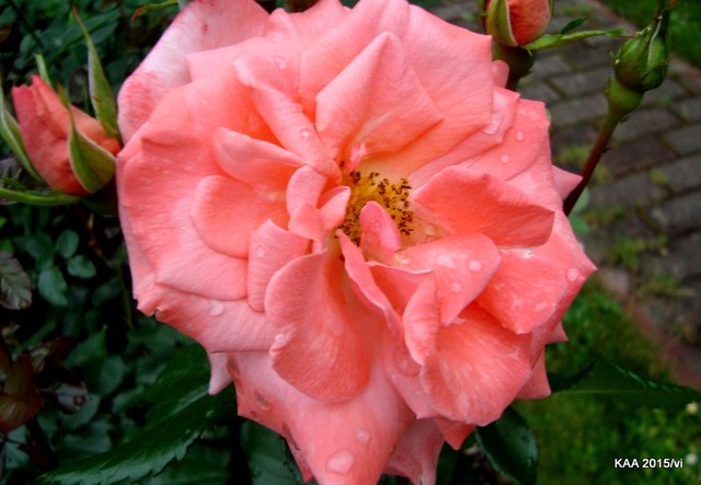  Dzisiaj bukiet z 6 róż dla Was Mili. Róża  MEIHART FO z Ogr. Bot.