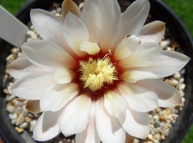 gardziołko kwiatu gymnocalcium :) 