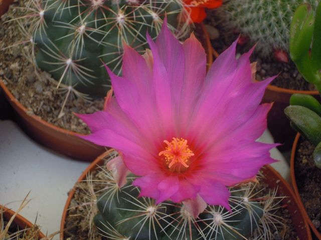 kaktusik kwitnący