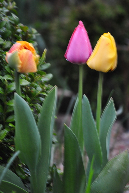 Końcówka tulipanów