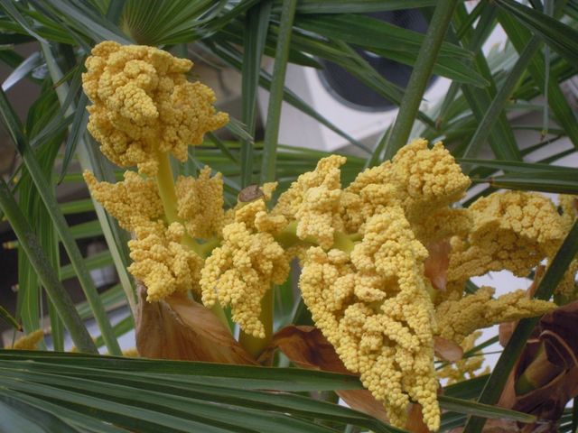 kwitnąca palma daktylowa