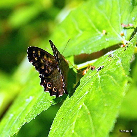 Leśny motyl