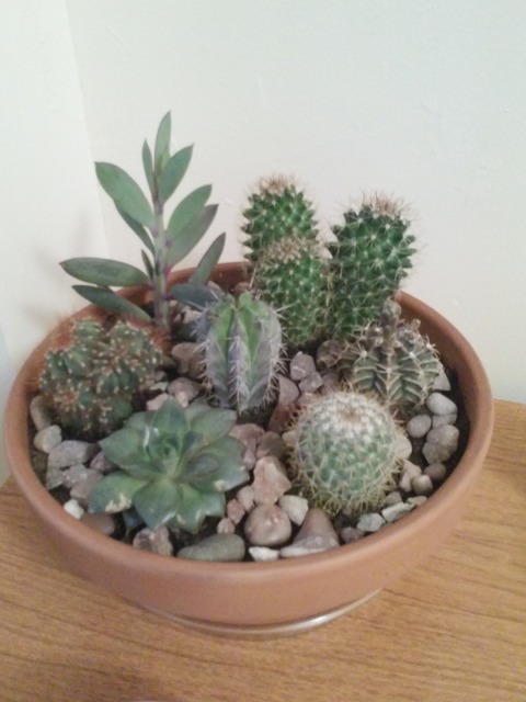 małe kaktusiki 