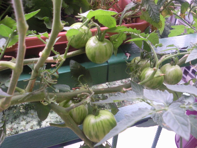 Mój balkon - pomidorki