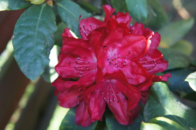 Rhododendron'owe ostatki I