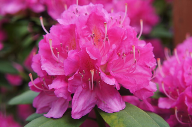 Rhododendron'owe ostatki II