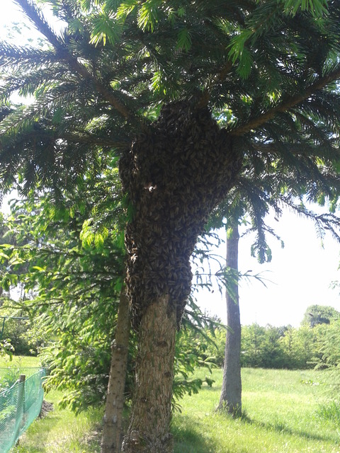 Rój pszczół 